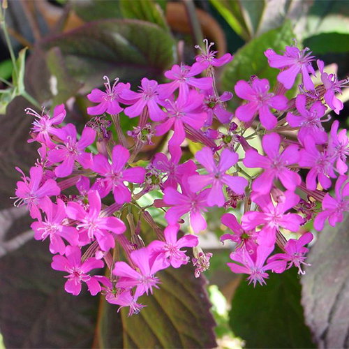Silene Mexicana