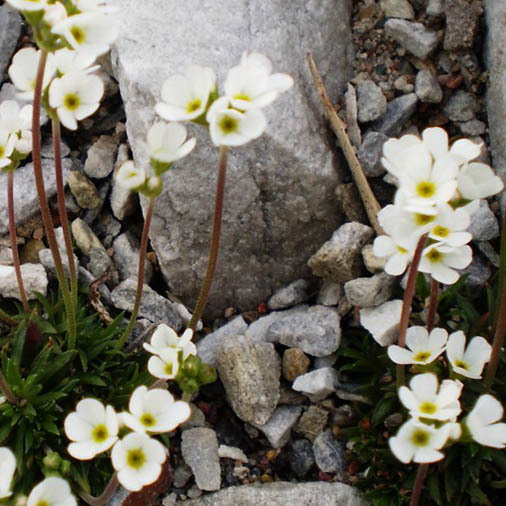 Androsace Carnea Ssp Brigantiaca