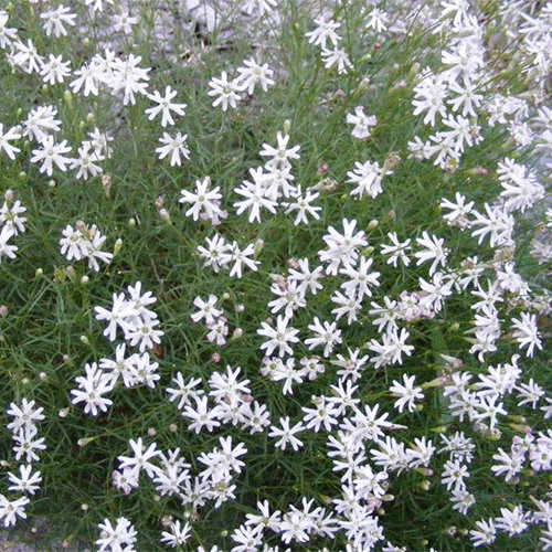 Silene Saxifraga
