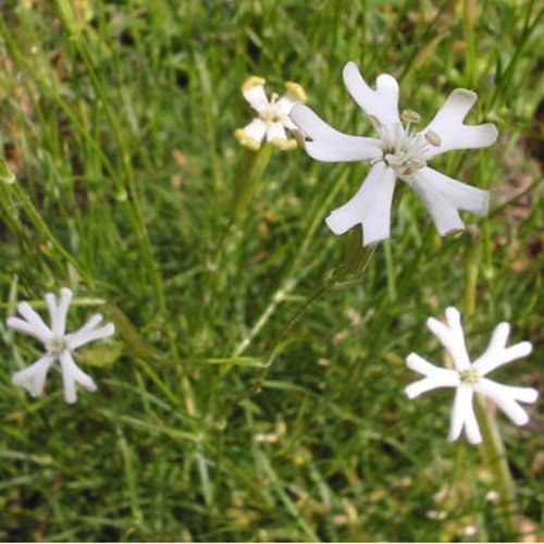 Silene Waldsteinii