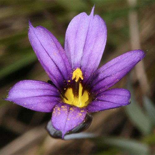 Sisyrinchium Idahoense