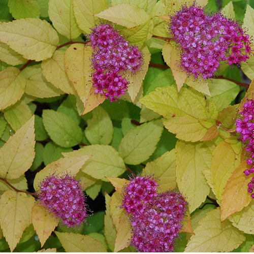 Spiraea Garnet N Gold