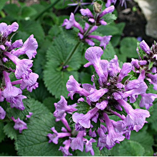 Stachys Macrantha