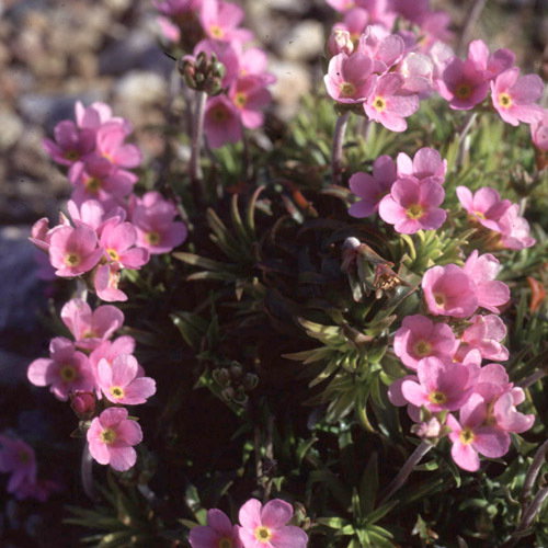Androscae Carnea