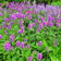 Stachys Officinalis