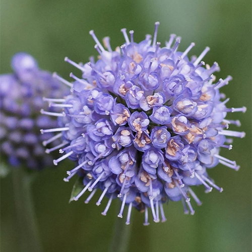 Succisa Pratensis