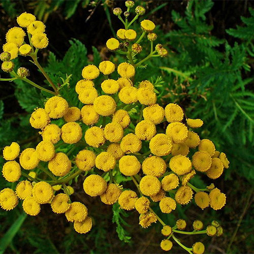 Tanacetum Vulgare