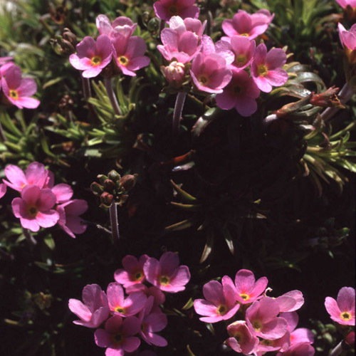Andrasace Carnea