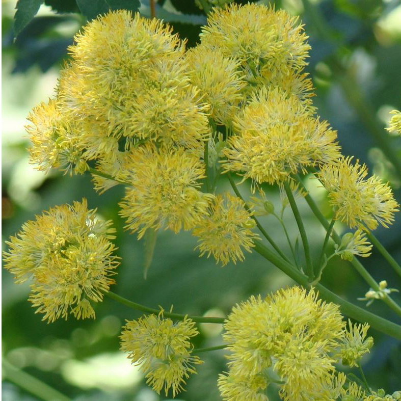 Thalictrum Flavum