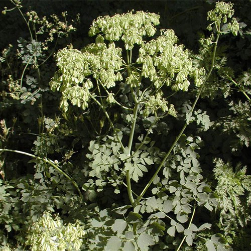 Thalictrum Squarrosum