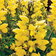Thermopsis Chinensis