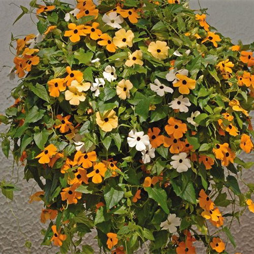 Thunbergia Alata Mixed
