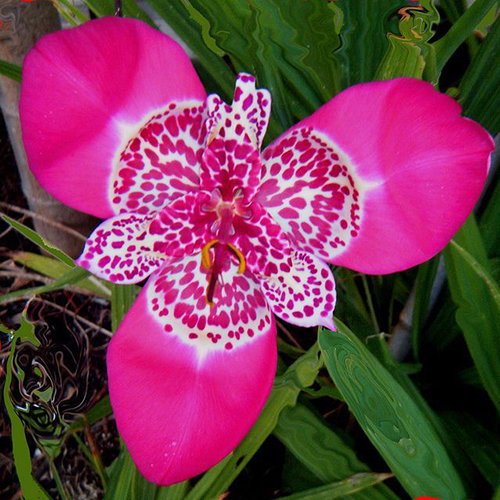 Tigridia Liliacea