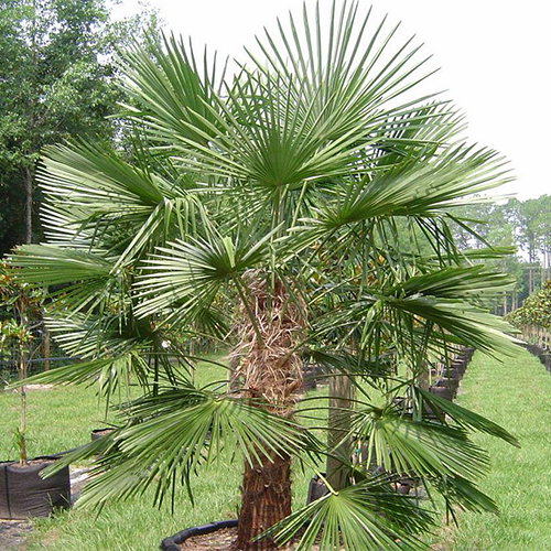 Trachycarpus Fortuei Nainital