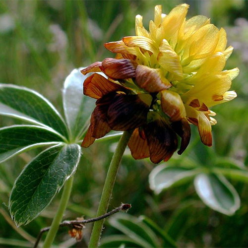 Trifolium Badium