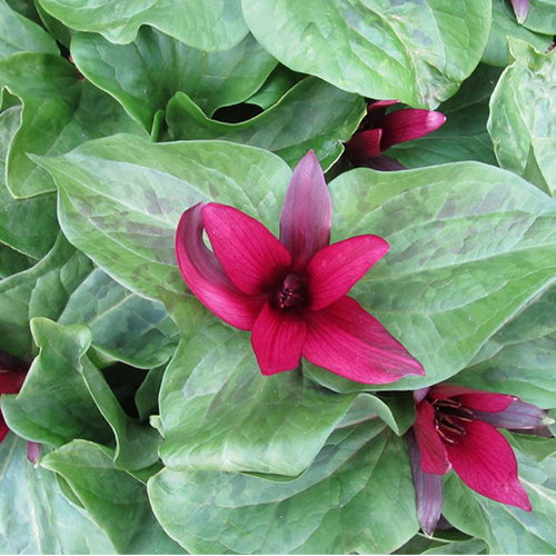 Trillium Chloropetalum Giganteum