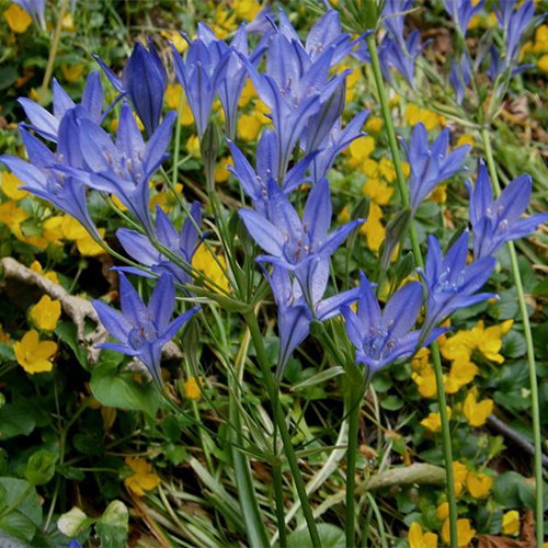 Triteleia Laxa Koningin Fabiola