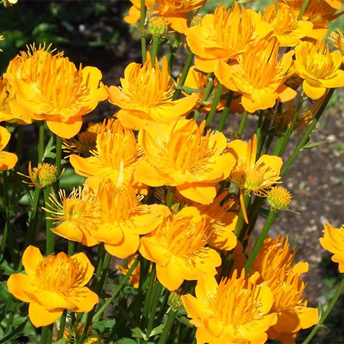 Trollius Chinensis