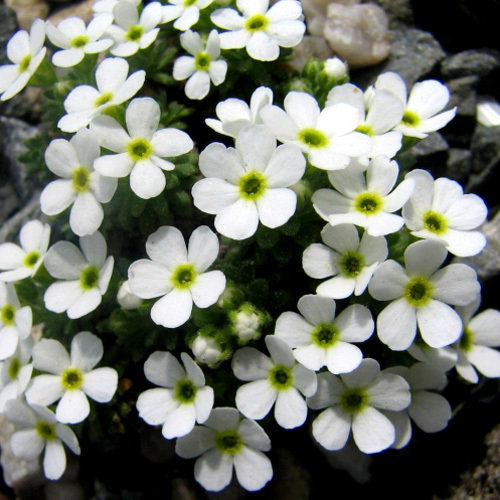 47 Androscae Cylindrica