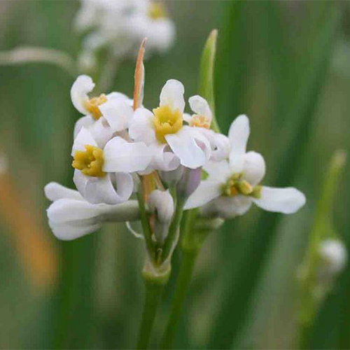Tulbaghia Natalensis