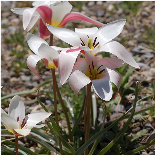 Tulipa Clusiana Lady Jane