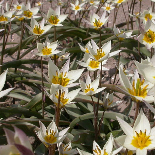 Tulipa Turkestanica