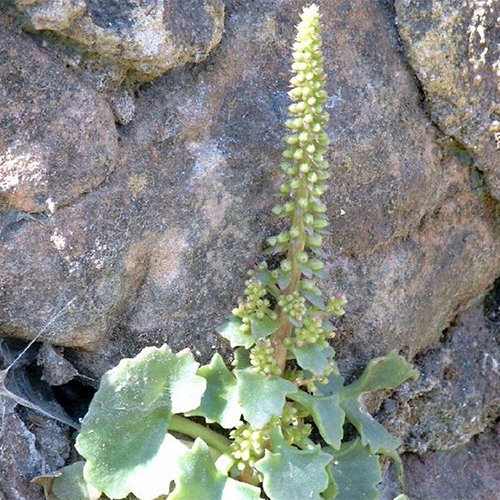 Umbilicus Rupestris