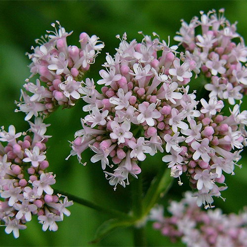 Valeriana Officinalis