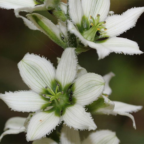 Veratrum Album