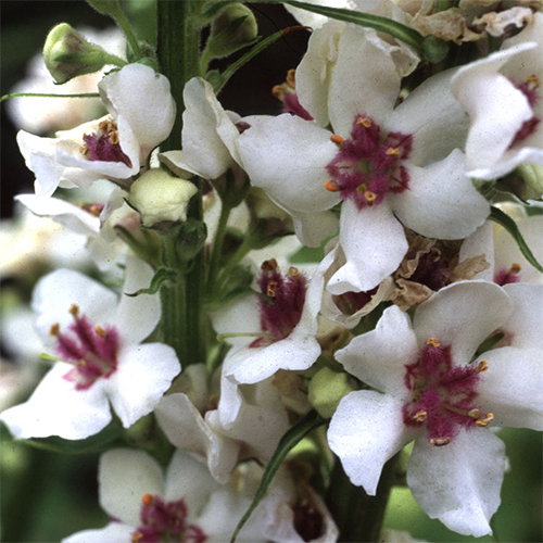 Verbascum Chaixii