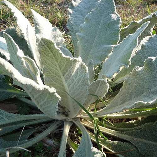 Verbascum Eriophorum