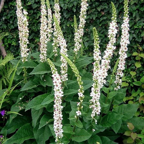 Verbascum Nigrum Album