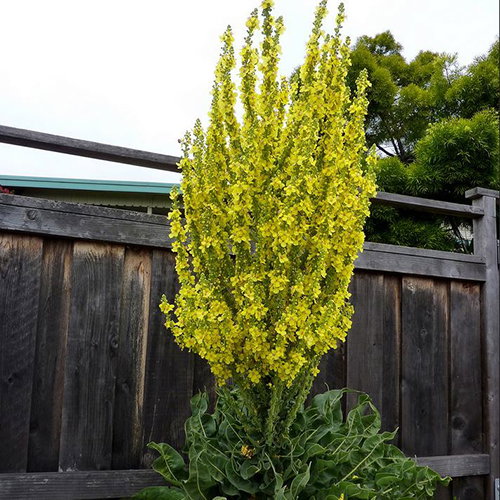 Verbascum Olympicum
