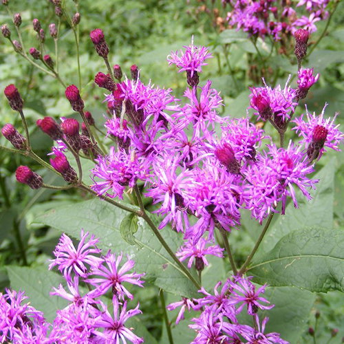 Vernonia Gigantea