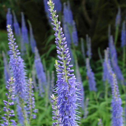 Veronica Longifolia