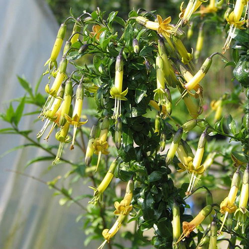 Vestia Foetida