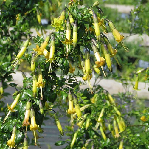 Vestia Foetida1