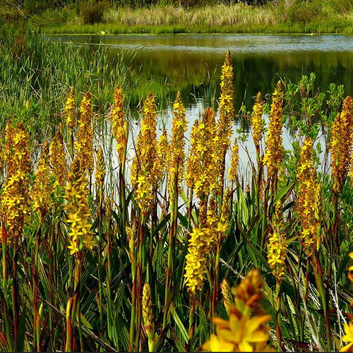 Wachendorfia Thyrsiflora