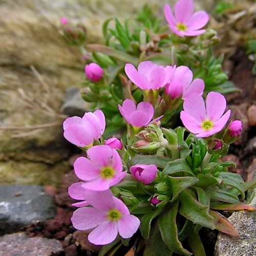 Androsace Halleri