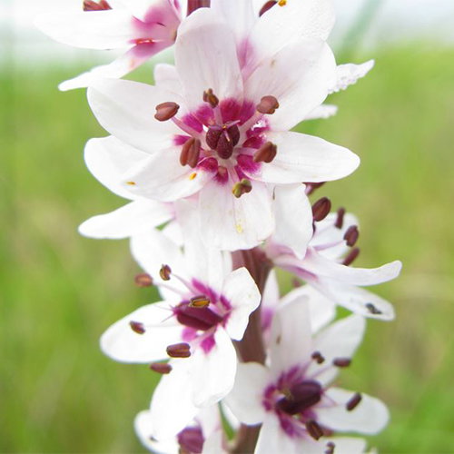 Wurmbea Stricta
