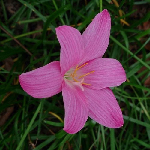 Zephyranthes Grandiflora