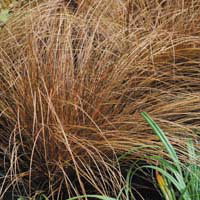 Carex Morrowii Pinkie