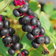 Phytolacca Americana