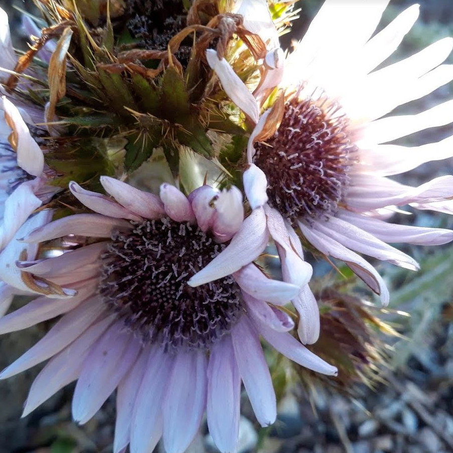Berkheya Purpurea