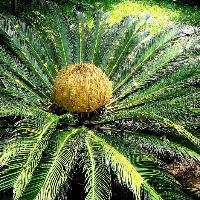 Cycus Pectinatus