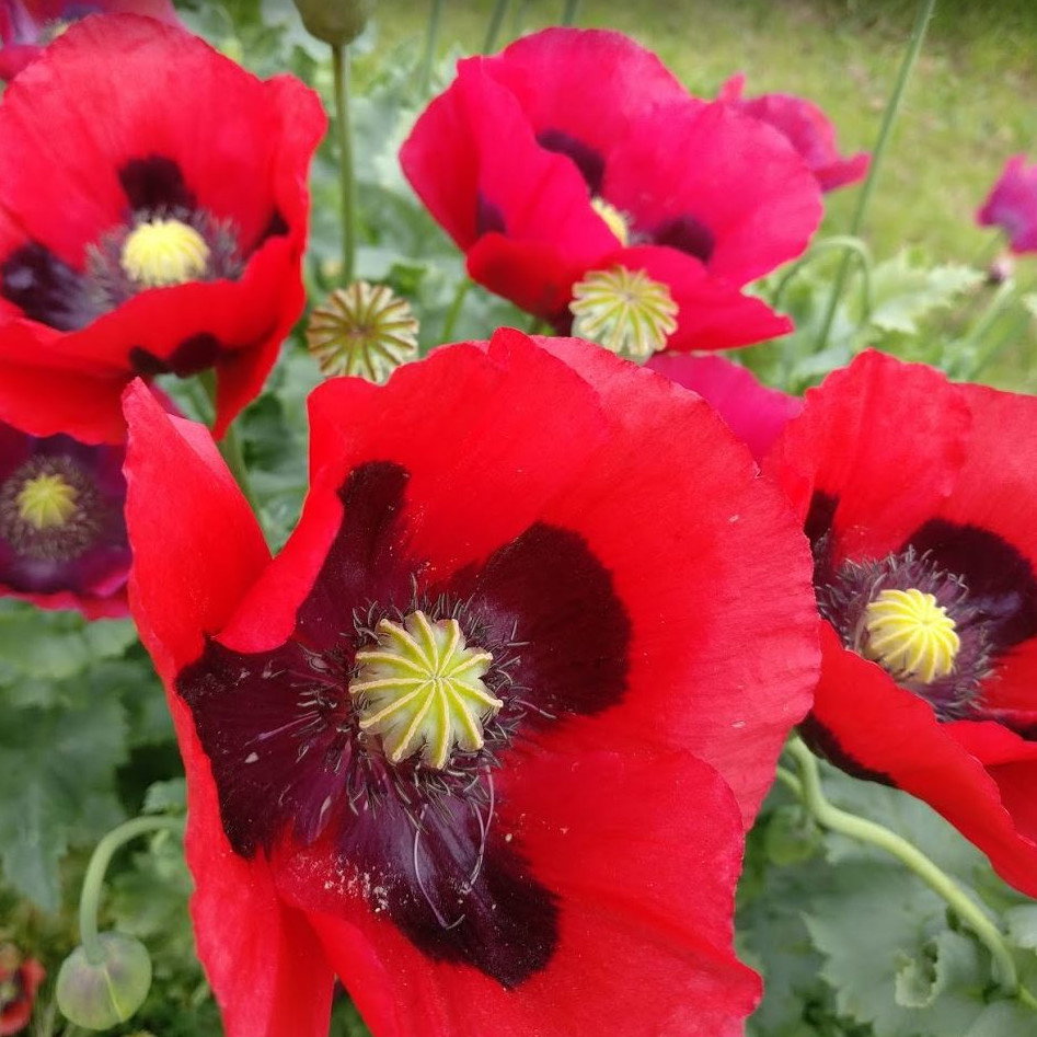 Papaver Somniferum Summer Blaze 20 X Packet