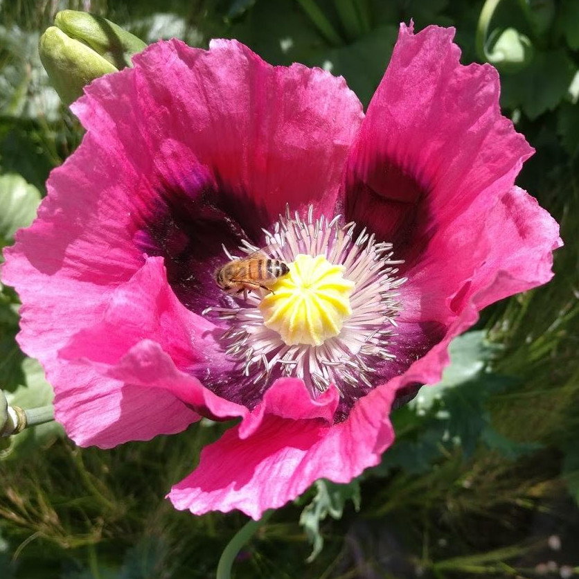 Papaver Somniferum Summer Blaze 20 X Packet