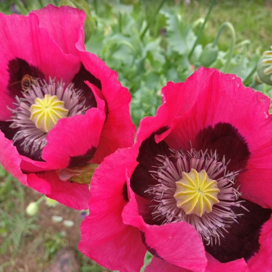 Papaver Somniferum Summer Blaze 20 X Packet