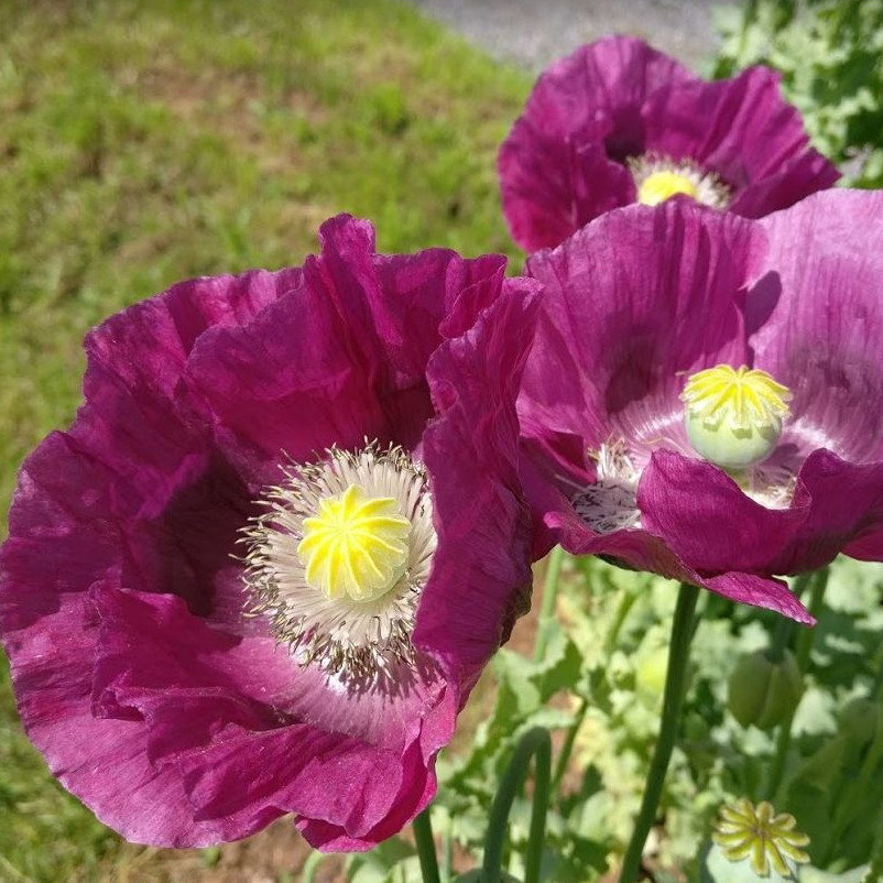Papaver Somniferum Summer Blaze 20 X Packet