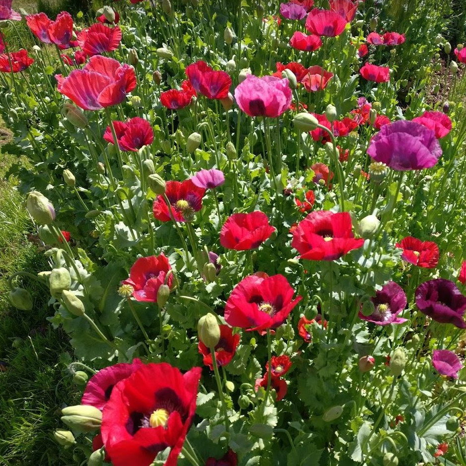 Papaver Somniferum Summer Blaze